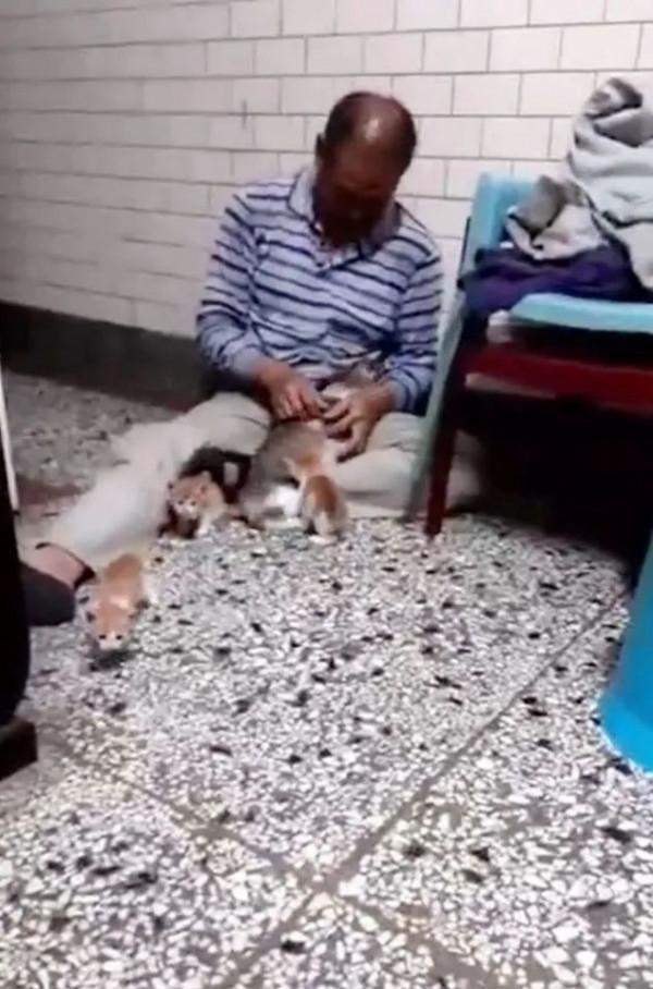 流浪貓來家中生子,老爸見後氣炸,然而沒幾天…就當孫子養了 流浪貓來家中生子,老爸見後氣炸,然而沒幾天…就當孫子養了