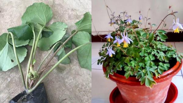 這些花名字不好聽,卻是神仙顏值!網友:真的被名字耽誤了一生 這些花名字不好聽,卻是神仙顏值!網友:真的被名字耽誤了一生