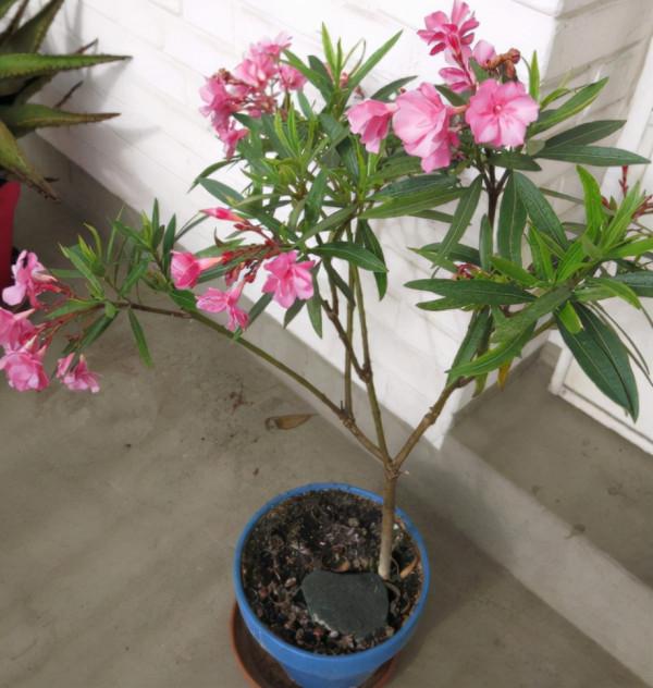 家庭養花需“謹慎”,這4種花“有毒液”,哪怕再好看,也別養 家庭養花需“謹慎”,這4種花“有毒液”,哪怕再好看,也別養