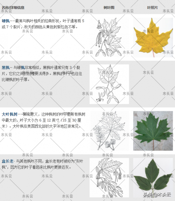 滿滿乾貨！教你如何區分實木傢俱中的硬楓和軟楓（建議收藏）