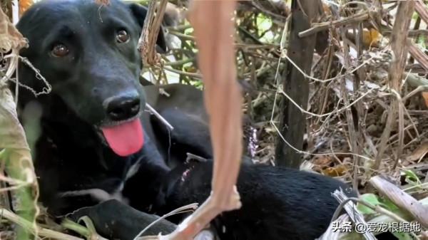 幼犬接連離世後,狗媽媽為了給小狗找好歸宿,主動帶人類去看孩子 幼犬接連離世後,狗媽媽為了給小狗找好歸宿,主動帶人類去看孩子