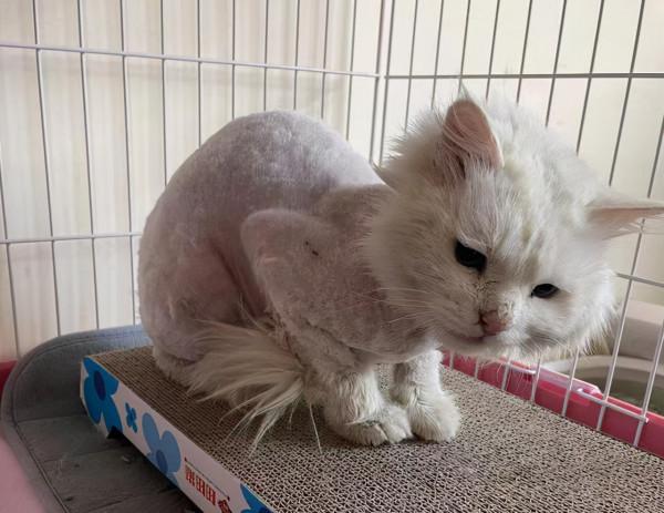 遇到一隻流浪田園貓，看清模樣後卻愣住了：這顏值也太頂了吧