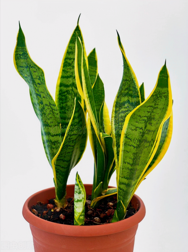 一花一世界、一佛一如來、失眠睡不好，選棵氧氣花 香豔又安神