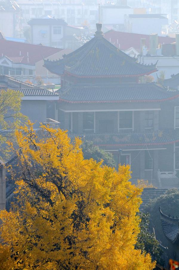 小雪節氣陶醉在迷人的銀杏黃中