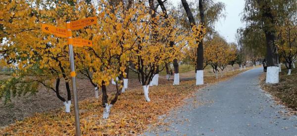 「五律」北龍湖賞秋