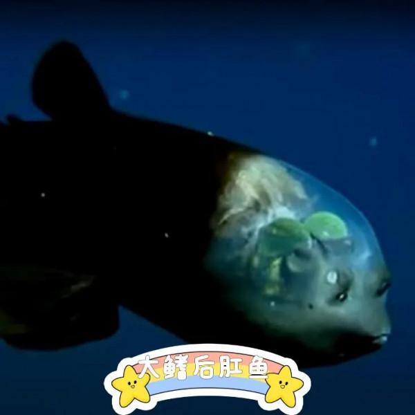 自帶戰鬥機駕駛艙的深海魚