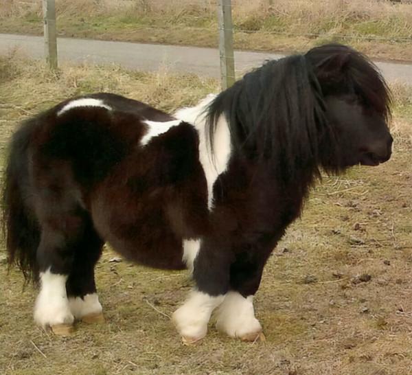 世界上比較珍貴的馬品種