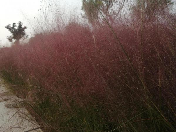 紅草與黃鴨大灰鵝 紅草與黃鴨大灰鵝