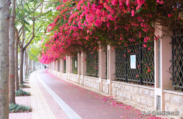 庭院常見的5種“吉祥樹”,高雅大氣有品位,養成老樁更“旺家” 庭院常見的5種“吉祥樹”,高雅大氣有品位,養成老樁更“旺家”