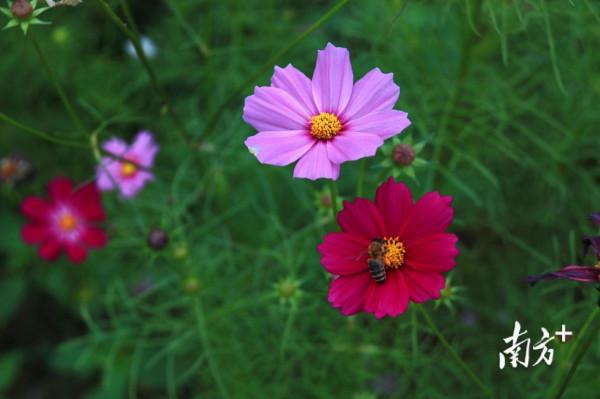 錯過再等一年！英德九龍鎮粉黛悄然開放