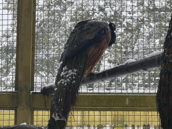 如果賞雪有段位，火烈鳥在青銅，那麼孔雀就是王者
