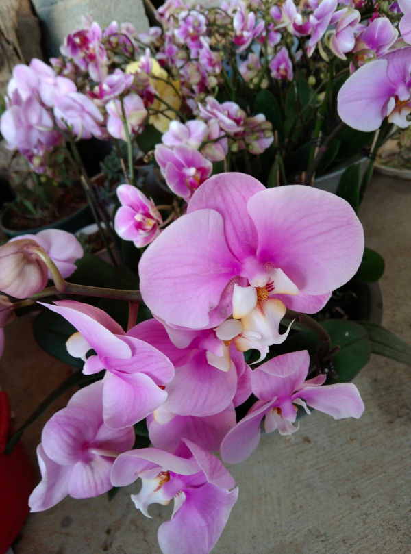 家裡光線差，就養這5種耐陰花，北陽臺也能變成花海