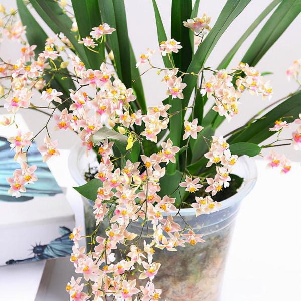 既好養，又好看的懶人花卉，不用勤澆水，也能快速生長開花