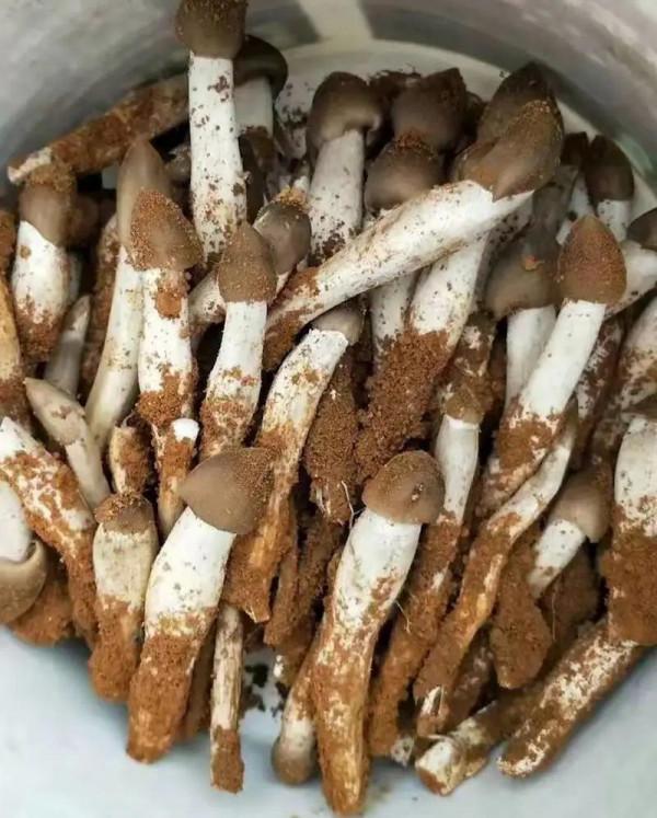 雲南16個州市的特色美食榜單，全是&OpenCurlyDoubleQuote;山珍&rdquo;，都吃過的人很少