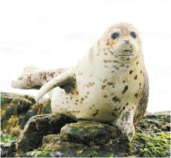 林草科普|斑海豹提前一月回到遼河口 林草科普|斑海豹提前一月回到遼河口