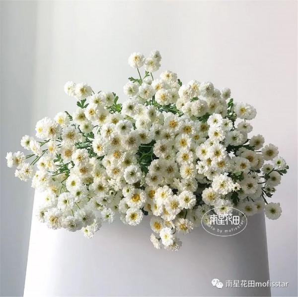 小女孩洋甘菊 · 花邊小白裙