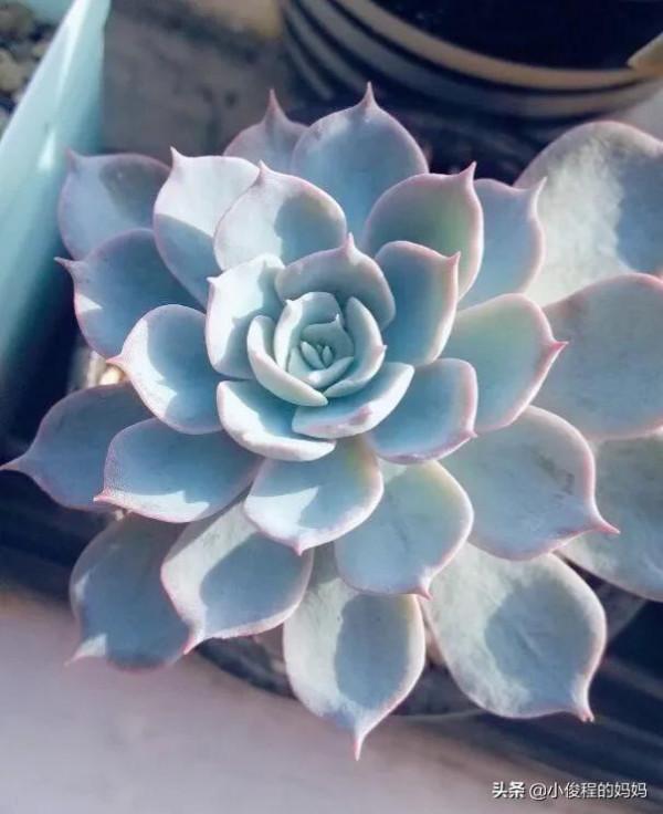 分享——石蓮花