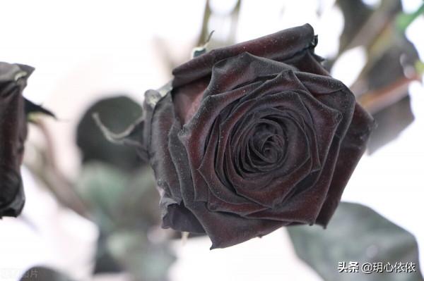 十二星座女生動人心魄的美，靈魂中帶著香氣的精靈