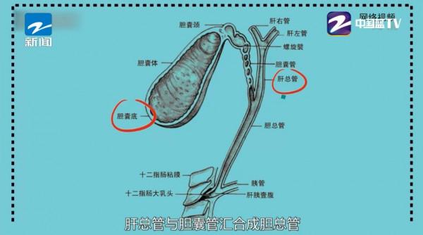 人不胖,肚子卻很大?背後暗藏健康危機,做好這3點,保護肝膽胰 人不胖,肚子卻很大?背後暗藏健康危機,做好這3點,保護肝膽胰