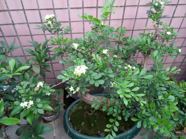 在家養九里香，抓住哪些要點是“頭等大事”？