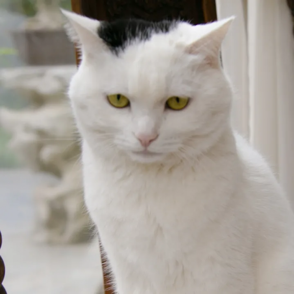 麻條條失蹤了?貓辦貓們玩兒起了劇本殺 麻條條失蹤了?貓辦貓們玩兒起了劇本殺