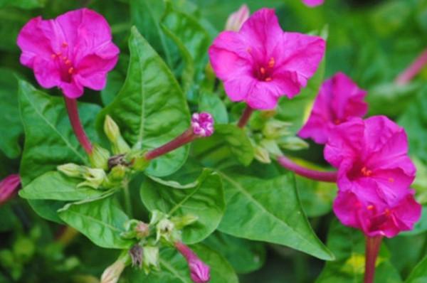 8種漂亮的花,到了秋天別忘採種子,來年繼續播種 8種漂亮的花,到了秋天別忘採種子,來年繼續播種