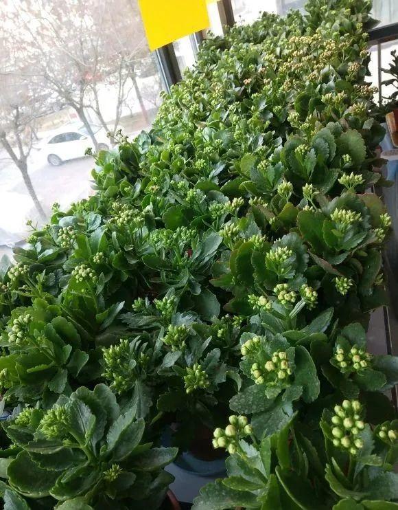 4種漂亮花，現在入手很“便宜”，天涼長得歡，開花長達200天