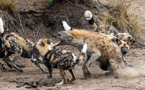 花豹收留落魄鬣狗,花豹遭遇危險時,鬣狗竟捨命去救恩公!紀錄片 花豹收留落魄鬣狗,花豹遭遇危險時,鬣狗竟捨命去救恩公!紀錄片