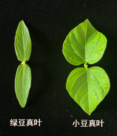 紅豆豆、綠豆豆、花豆豆 我來幫你認豆豆