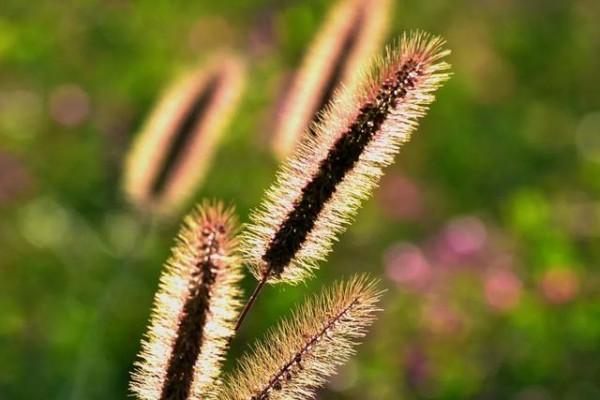 24種帶有&OpenCurlyDoubleQuote;虎&rdquo;字的植物，有些花卉名稱都沒聽過，你認識幾種？