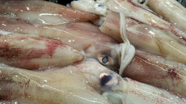 1989年起步，中國遠洋魷釣歷經30年風雨，可前路卻愈發艱難？