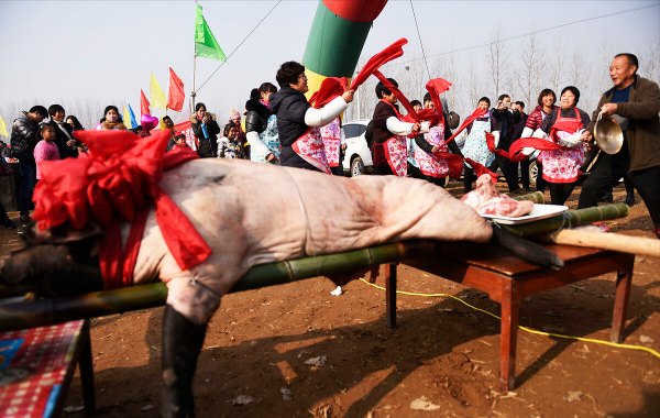 退伍老兵返鄉養黑豬，一年賣出5000萬，帶領老鄉一起走上致富路