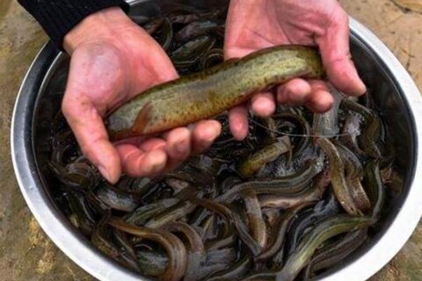 80後小夥用另類養殖技術輪養蝦鰍,年收入70多萬 80後小夥用另類養殖技術輪養蝦鰍,年收入70多萬