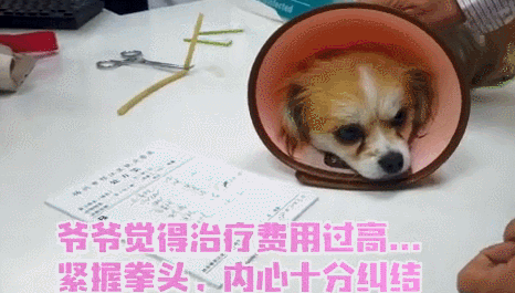 流浪狗被收留後患了細小，聽到治療費用主人慾放棄，不過結局很暖