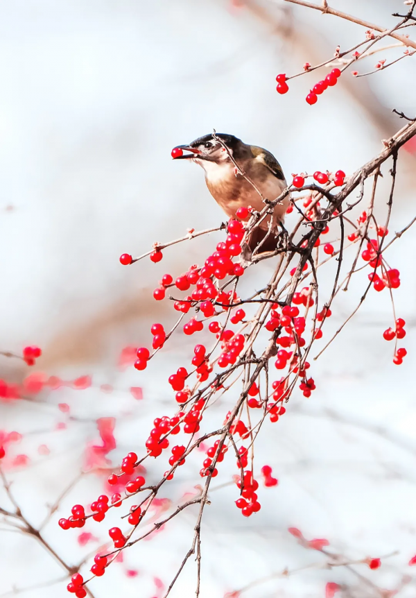 山西鳥類圖鑑 | 白頭鵯 山西鳥類圖鑑 | 白頭鵯