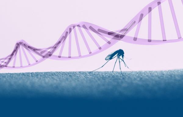 基因蚊子能消滅野生蚊子嗎？巴西用慘痛教訓給了我們答案