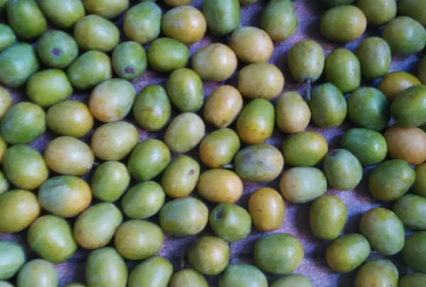 酷似苦楝果,常掉一地無人要,城裡卻28元1斤,大娘一天撿數十斤 酷似苦楝果,常掉一地無人要,城裡卻28元1斤,大娘一天撿數十斤