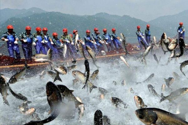長江禁漁十年後，裡面的魚最大能長多大？期間漁民該如何謀生？