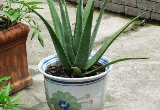 3種“沙漠”花，容易被澆死，多曬太陽少澆水！養在客廳超有範兒