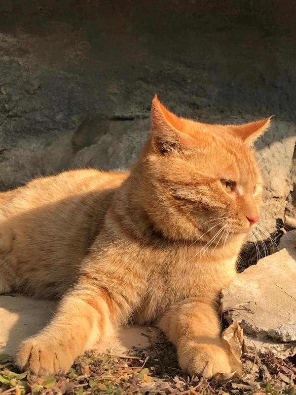 關於本人餵食流浪貓以來聽到的一些反對的聲音