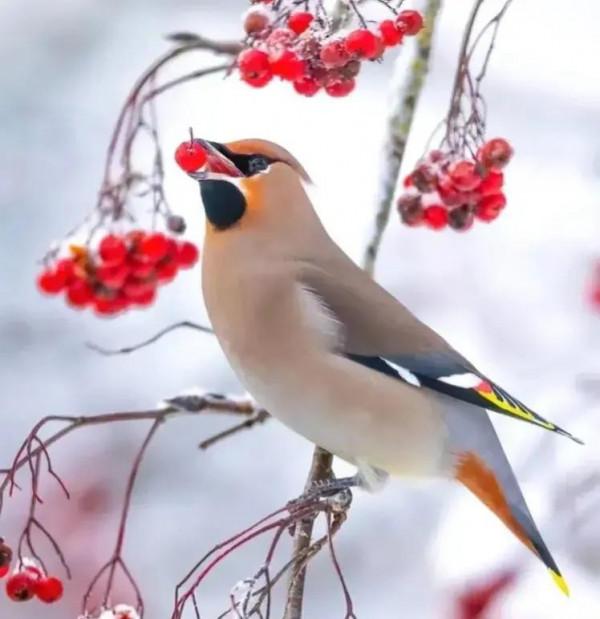 分享圖片——最美的鳥語花香集錦