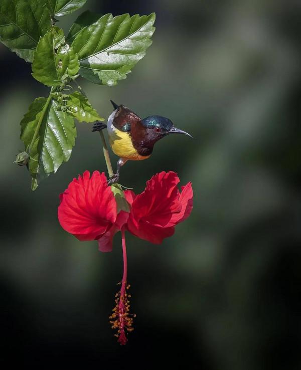 美麗動人的花鳥圖