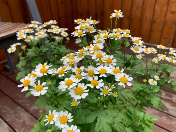 花束搭配必備！這5種花，做不了主花，沒有它們卻也不行