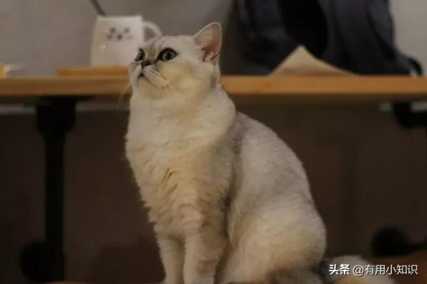 笑不活了!“被卡住”成了多少動物的黑歷史? 笑不活了!“被卡住”成了多少動物的黑歷史?