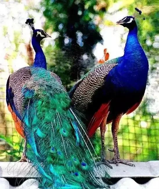 分享圖片——美醉的孔雀東南飛