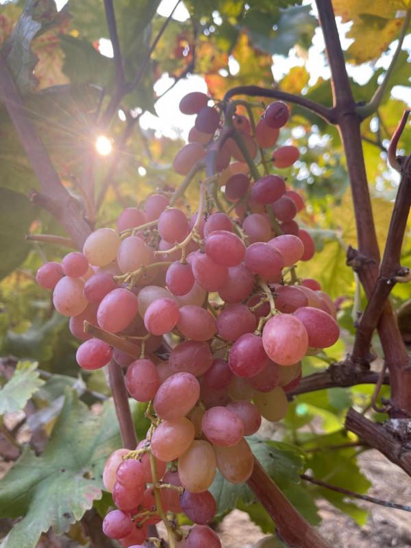 週末採摘葡萄 週末採摘葡萄