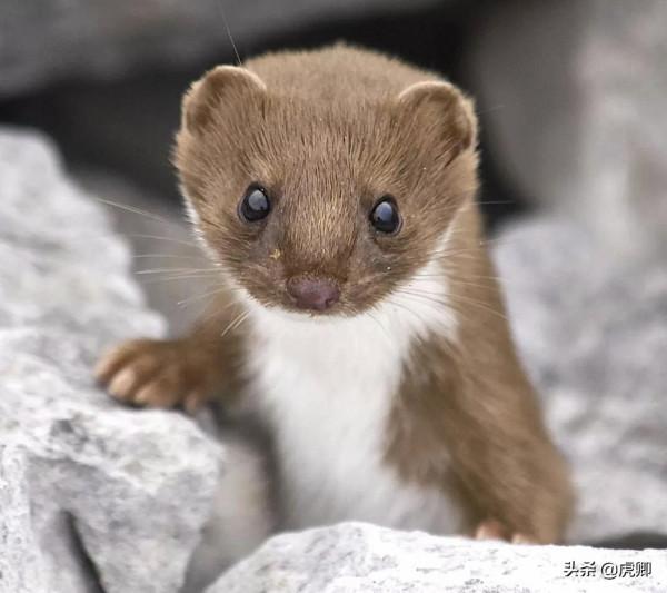 最小食肉動物伶鼬重3兩，年滅鼠3500只，何不用來防治澳洲鼠災？