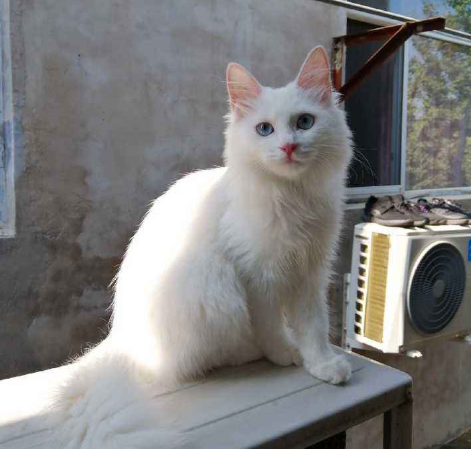 為什麼越來越多人養&OpenCurlyDoubleQuote;中華大白貓&rdquo;？網友：養了就不想換貓了