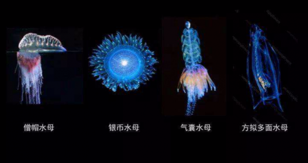 生物進化普遍選擇的是衰老，而不是永生，這究竟是為什麼？