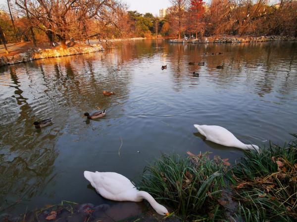 夕陽下的天鵝湖